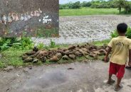 ঝালকাঠিতে তালগাছ কেটে পাঁচ শতাধিক বাবুই পাখির ছানাকে হত্যা