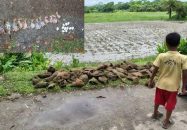 ঝালকাঠিতে তালগাছ কেটে পাঁচ শতাধিক বাবুই পাখির ছানাকে হত্যা