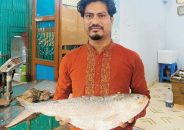 এক ইলিশ ১৩ হাজারে বিক্রি!