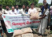 চরফ্যাসনে অতিবৃষ্টিতে ক্ষতিগ্রস্ত বীজতলার কৃষক পাচ্ছেন আমন ধান বীজ