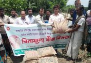 চরফ্যাসনে অতিবৃষ্টিতে ক্ষতিগ্রস্ত বীজতলার কৃষক পাচ্ছেন আমন ধান বীজ
