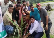শতাধিক বাবুই পাখির ছানা হত্যার স্থানে তাল গাছের চারা রোপণ