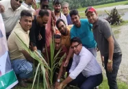 শতাধিক বাবুই পাখির ছানা হত্যার স্থানে তাল গাছের চারা রোপণ