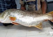 ২২ কেজির কোরাল ৩৪ হাজার টাকায় বিক্রি!