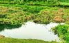 জীবননগরে পানিতে ডুবে দুই শিশুর মৃত্যু