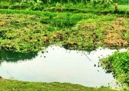 জীবননগরে পানিতে ডুবে দুই শিশুর মৃত্যু