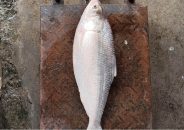 এক ইলিশ ৬ হাজার টাকায় বিক্রি