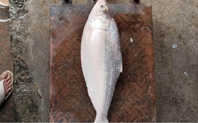 এক ইলিশ ৬ হাজার টাকায় বিক্রি