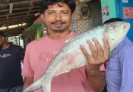 কুয়াকাটায় জেলের জালে ২ কেজির ইলিশ, ৬ হাজার টাকায় বিক্রি