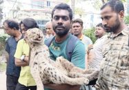 বরিশালে খাবারের সন্ধানে এসে জালে আটকা মেছোবাঘ