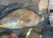 ধরা পড়ল ৩৫ কেজির পোয়া, দাম হাঁকছে ১২ লাখ