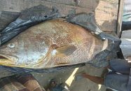 ধরা পড়ল ৩৫ কেজির পোয়া, দাম হাঁকছে ১২ লাখ