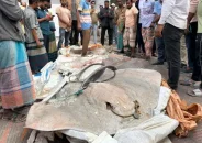 বাউফলে সাড়ে ১২ মণ ওজনের অবৈধ ৫টি শাপলা পাতা মাছ জব্দ