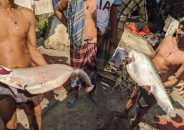 মির্জাগঞ্জে জেলের জালে ধরা পড়লো ৫ কেজির চিতল মাছ