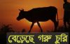 বাকেরগঞ্জে গোয়াল ঘরের সিঁদ কেটে দুইটি গরু চুরি!