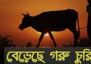 বাকেরগঞ্জে গোয়াল ঘরের সিঁদ কেটে দুইটি গরু চুরি!