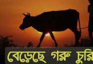 বাকেরগঞ্জে গোয়াল ঘরের সিঁদ কেটে দুইটি গরু চুরি!