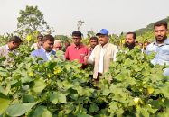 জীবননগরে তুলা চাষিদের নিয়ে মাঠ দিবস