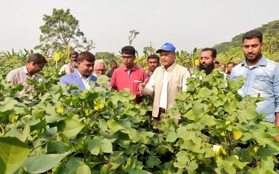 জীবননগরে তুলা চাষিদের নিয়ে মাঠ দিবস