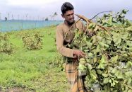 জীবননগরে রাতের আঁধারে কৃষকের ৩ শতাধিক ফলন্ত পেয়ারা গাছ কর্তন