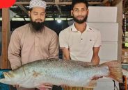 এক কোরাল ২৫ হাজার ৬৫০ টাকায় বিক্রি