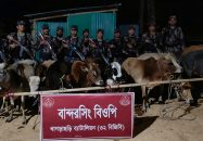 খাগড়াছড়িতে বিজিবির অভিযানে ১২টি ভারতীয় গরু জব্দ