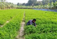 গাজর চাষে স্বপ্ন বুনছেন ইউনুছ আলী