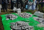 তালতলীতে ১০০ কেজি জাটকা জব্দ, এতিমখানায় বিতরণ