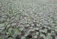 আমতলীতে তরমুজ চাষের জন্য ব্যস্ত সময় পার করছে কৃষকরা