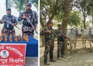 চাঁপাইনবাবগঞ্জ সীমান্তে বিজিবির পৃথক অভিযানে ভারতীয় মদ ও ১১ গরু জব্দ