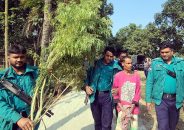 পেয়ারা বাগান থেকে ২ লাখ টাকার গাঁজা গাছ উদ্ধার