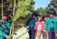 পেয়ারা বাগান থেকে ২ লাখ টাকার গাঁজা গাছ উদ্ধার