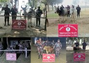 সীমান্তে পৃথক অভিযানে ১০ টি ভারতীয় গরু ও মহিষ জব্দ