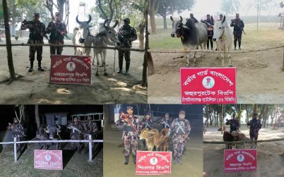 সীমান্তে পৃথক অভিযানে ১০ টি ভারতীয় গরু ও মহিষ জব্দ
