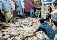 জেলের জালে ধরা পড়লো ১১০০টি কোরাল মাছ, ৩৫ লাখে বিক্রি