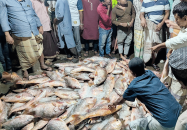 জেলের জালে ধরা পড়লো ১১০০টি কোরাল মাছ, ৩৫ লাখে বিক্রি