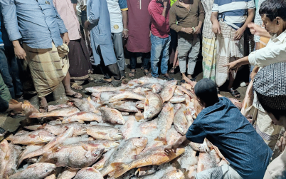 জেলের জালে ধরা পড়লো ১১০০টি কোরাল মাছ, ৩৫ লাখে বিক্রি