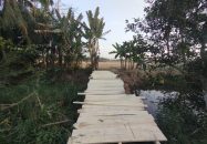 আমতলিতে স্বপ্ন ছোঁয়া স্বেচ্ছাসেবী যুব সংগঠনের উদ্যোগে কাঠের সেতু নির্মাণ