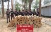 পানছড়িতে বিজিবির অভিযানে অবৈধ সেগুন কাঠ জব্দ