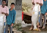 বরগুনায় জেলের জালে সাড়ে ২২ কেজির কোরাল