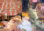 জেলের জালে ধরা পড়লো ৯০ কেজির বাঘাইড় মাছ, বিক্রি হলো ১ লাখে