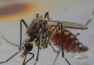 দুমকিতে মশার চরম উপদ্রবে অতিষ্ঠ জনজীবন, বাড়ছে স্বাস্থ্যঝুঁকি