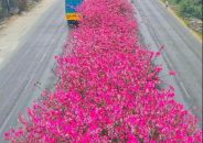 নান্দনিক ফুলের সৌন্দর্যে নজর কাড়ছে ঢাকা-ময়মনসিংহ মহাসড়কের যাত্রী-পথচারীদের