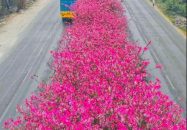 নান্দনিক ফুলের সৌন্দর্যে নজর কাড়ছে ঢাকা-ময়মনসিংহ মহাসড়কের যাত্রী-পথচারীদের