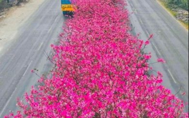 নান্দনিক ফুলের সৌন্দর্যে নজর কাড়ছে ঢাকা-ময়মনসিংহ মহাসড়কের যাত্রী-পথচারীদের