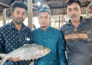পাথরঘাটায় ১ ইলিশ বিক্রি হলো সাড়ে ৭ হাজারে