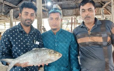 পাথরঘাটায় ১ ইলিশ বিক্রি হলো সাড়ে ৭ হাজারে