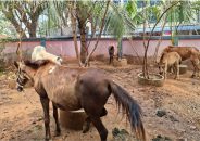 কালিয়াকৈরে জব্দ ঘোড়া বিক্রির অভিযোগ ওসির বিরুদ্ধে, সমালোচনার মুখে  নিলামে বিক্রি করল প্রশাসন