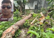 বাকেরগঞ্জে সরকারি গাছ কেটে বিক্রি করলেন সোহাগ মোল্লা