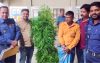 ইউটিউব দেখে জমিতে গাঁজা চাষ, যুবক গ্রেপ্তার